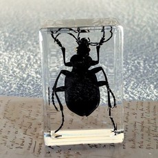 바다생물 표본세트 교육용 자연 피규어세트 세트 관찰 동물 장난감 장식, 6. 흑보갑 4.5X3X1.8cm