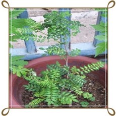 청년나무꾼 초피나무/제피나무/묘목/2년5주/약용수/정원수/취미/전원주택