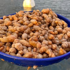 국내산 경남 고성 제철 활 오만둥이 1kg, 1개