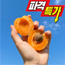 [초특가할인] 백화점납품 고당도 프리미엄 제철살구, 1박스, 250g