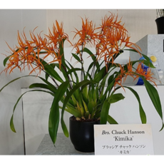 [신라난농원]오렌지델라이트.꽃대.신상품입고.예쁜오렌지터치색.화려하서좋하요.귀한상품.고급종.인기상품.필독뒷사진참고., 1개