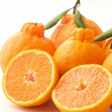 [입점특가] 제주 농가직송 고당도특품 한라봉, 1박스, 3kg