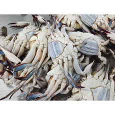 [산지직송] 알배기 80% 이상 봄 활 암꽃게 1kg (4~6미), 1개