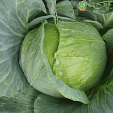 수입양배추 15kg 대용량 신선양배추 업소용 식자재 어스팜, 1박스