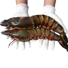 킹타이거새우 1kg 블랙타이거 3미 8미 블랙킹 자연산 대왕 새우장, 킹타이거 1kg (23cm 내외 7-8미)