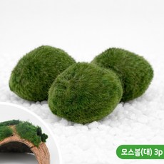 모스볼(대) 3P 수초어항 활착수초 새우 놀이터 3.5cm