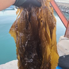 초록수산 완도산 생곰피미역 쇠미역 2kg, 생곰피미역 8kg, 1개