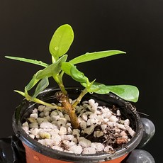 판다 고무 나무 휘커스 식물 테라리움 비바리움 B