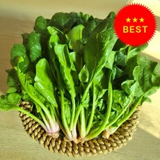 [시금치축제특가] 남해 산지직송 보물초 시금치, 1개, 2kg