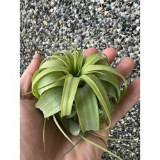 空氣鳳梨 貝可利x電捲 brachycaulos x streptophylla, 1個, 植物+代綁鋁線（鋁本色）