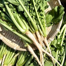 국내산 부드러운어린열무 아기열무김치 조선열무특품, 1개, 1kg