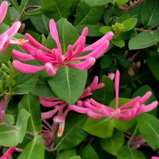 인동초 금은화 덩굴식물 묘목 넝쿨 조경수 건돌이, 2개, 기본