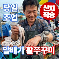 어부의뜰 서해안 국내산 활 쭈꾸미 생물 주꾸미 국산 알쭈꾸미 알배기, 1개, 1kg