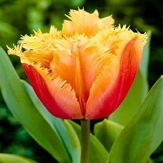 [나은식물원]25.[튤립 모종] 람바다-10cm 2포트