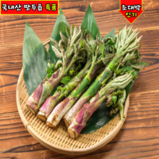 [24시간특가판매] 4월제철 향긋썁싸름 건강밥상 땅두릅, 1박스, 500g