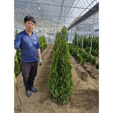 남림원예종묘 에메랄드그린 1.2m이상 분묘, 에메랄드그린 1.2m분묘, 1개