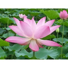 연꽃모종/백련1개/홍련/무늬백련/백수련/실생묘/국내산/월동가능/수련분 Lotus, 1개, 홍련모종