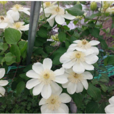 [씨앗편지]큰꽃으아리 토종( 모종2포트 노지월동), 1개