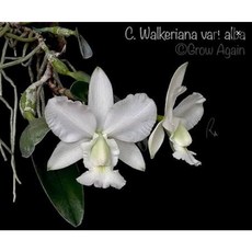 카틀레야원종.Cattleya.warscewiczii (f. flamea'Gigante de Cuite x tipo'1776')플라미어'기간테 데 쿠이트x티포1776)좋은향.인기., 1개