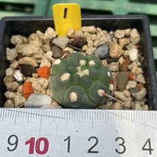 G.L.魔仙園多肉植物 刺無角疣巴爹利(バッテリー)側芽, 1個, 01