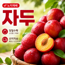 [산지 직송] 새콤달콤 프리미엄 노지 자두, 1박스, 1kg(대과)