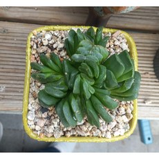 늘꽃다육 정고금 분체 안전 배송. 인기다육 키우기쉬운국민다육 다육식물 다육 다육이 화분, 1개