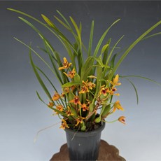 막실라니아 나나 (하나만 있어도 향기가 진해요 ), 1개