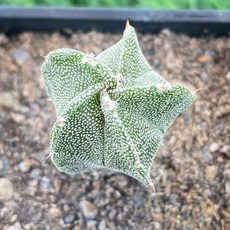 Astrophytum屬 仙人掌 鸞鳳玉 多款實生3吋盆 恩塚 琉璃 銀沙 覆隆 紅葉, 1個, 銀沙鸞鳳玉