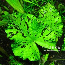 AC草影 青虎斑睡蓮 水草 一株 初學者水草 不用二氧化碳 綠水草, 1個