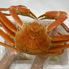 러시아대게 프리미엄 자숙대게 수율 90% 내외, 1개, 1kg