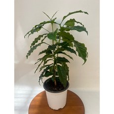 아라비카 커피나무 중품 인테리어 공기정화식물 플랜테리어 카페식물 제이팜, 1개