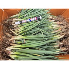 노지흙쪽파, 1kg, 1kg