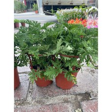 霏霏園藝 防蚊樹 - 減少蚊子滋擾