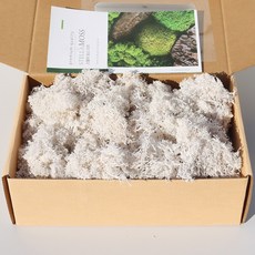 스텔라 스노우화이트 모스이끼 200g 천연 인테리어 데코 소품 스노우화이트모스