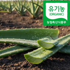 1%의 깨끗함 유기농 친환경 프리미엄 알로에 알로애 생알로에 식용 먹는 알로에잎 사포나리아 생잎 알로애, 1개, 1kg