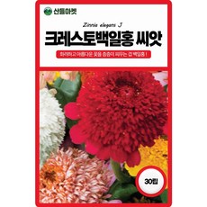 산들마켓 크레스토 백일홍 꽃씨앗 30립 화려하고 토질은 가리지 않는 일년생 꽃씨 종자, 4개