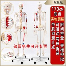 인체모형 의료용 뼈 해부학 전신골격 모형 골격 인체, C. H24-170cm 척수+추간판+근육점