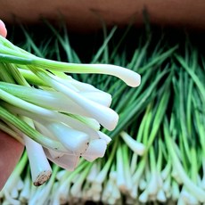 채소애 흙쪽파 한단 (1kg), 750g, 1박스, 기장깐쪽파