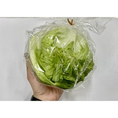 [불만족시 환불] 합천 양상추 300g 이상 5개 12개 개별 포장