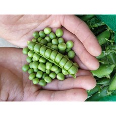 FD 국내산 고소한 햇 완두콩 (껍질째) 1kg, 1개