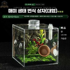곤충 사육장 사마귀 키우기 집 무당벌레 달팽기
