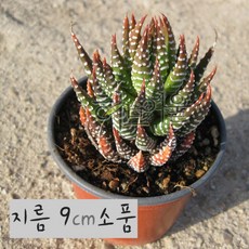 월동자 지름 9cm 소품 다육화분 (좋은흙만사용), 1개, 상세페이지 참조