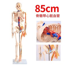 라이프 인체 사이즈 모델 골격 85cm 근육 인대 / 절반 잉 FRT0, E. A005 85CM