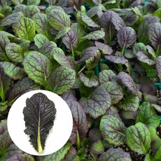 [오감] 적겨자 모종 가을 봄 쌈 채소 겨자 묘종, 7개