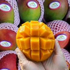 [한정수량] 망설이면품절 점보사이즈 20brix 애플망고, 1개, 4kg (8개내외)