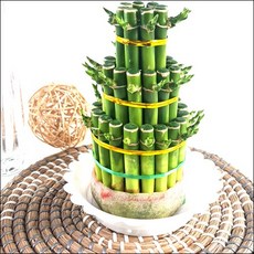 들꽃향기 수경재배 3단개운죽 마디개운죽20cm~50cm 행운목 1+1, 1개