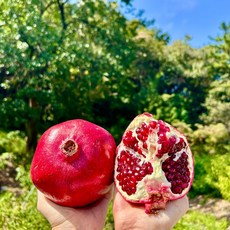 캘리포니아 생 석류 생과 레드석류 핑크석류 석류주스 생석류 석류생과 캘리포니아산, 1박스, 2kg(4-6과)