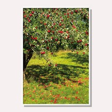 스웨리움 붉은 사과 그림 나무 사진 포스터 액자 금전운 풍수 인테리어, A4 (210 x 297 mm), 포스터만 구입