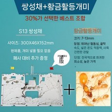 개미 키우기 개미집 관찰 세트 키트, S13모델+1후40(황금리본개미)+곡물+무료설치