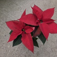 포인세티아 레드 빨강 포인세티아 크리스마스 꽃 10cm화분 농원, 10개, 기본